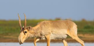 Kasakhstan donerer 1.500 saigaantiloper til Kina for å redde arten Saigantilope