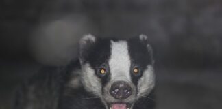 Militærbase fikk nei til skadefelling av grevling grevling badger
