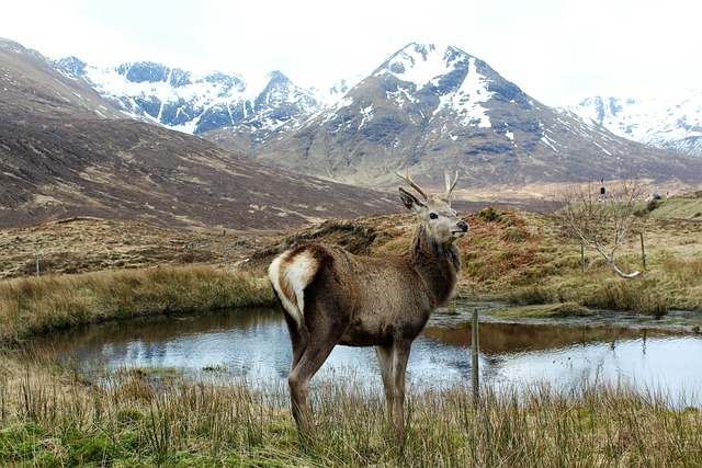 hjort deer