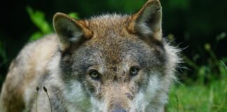 Nesten 400 ulver identifisert under sesongens DNA-innsamling ulv pixabay wolf