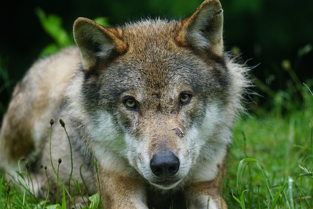 ulv pixabay wolf