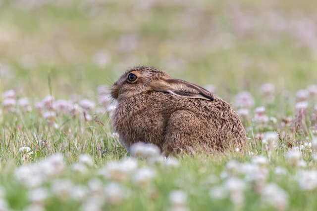 hareunge