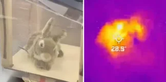 Florida tester robotkaniner i kampen mot pytonslanger