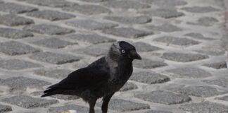 Kaier skaper problemer i Töreboda – jeger har skutt hundrevis kaie jackdaw