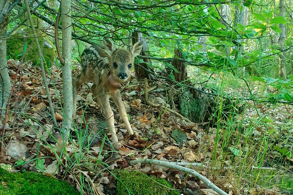 rådyr rådyrkje roe roedeer