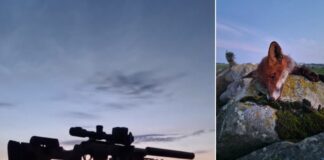 Pulsen steg da reven kom – men det var ikke bare rev.. revejakt lokking termisk