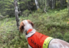 Rekordstor taksering av rype og skogsfugl pågår
