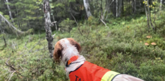 Rekordstor taksering av rype og skogsfugl pågår