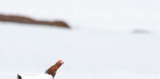 Kan bli større nedgang enn forventet for lirype i Finnmark