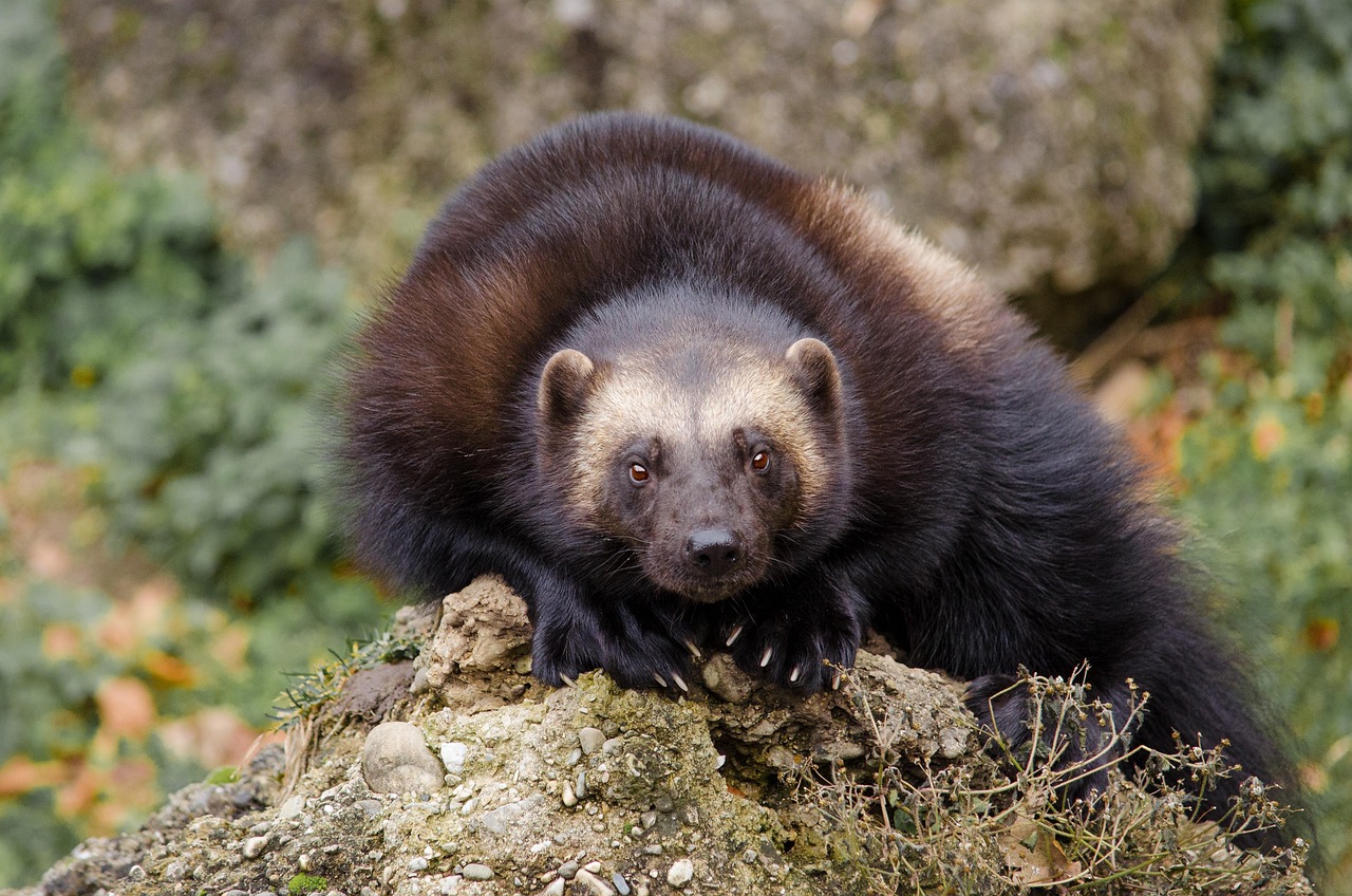 jerv wolverine