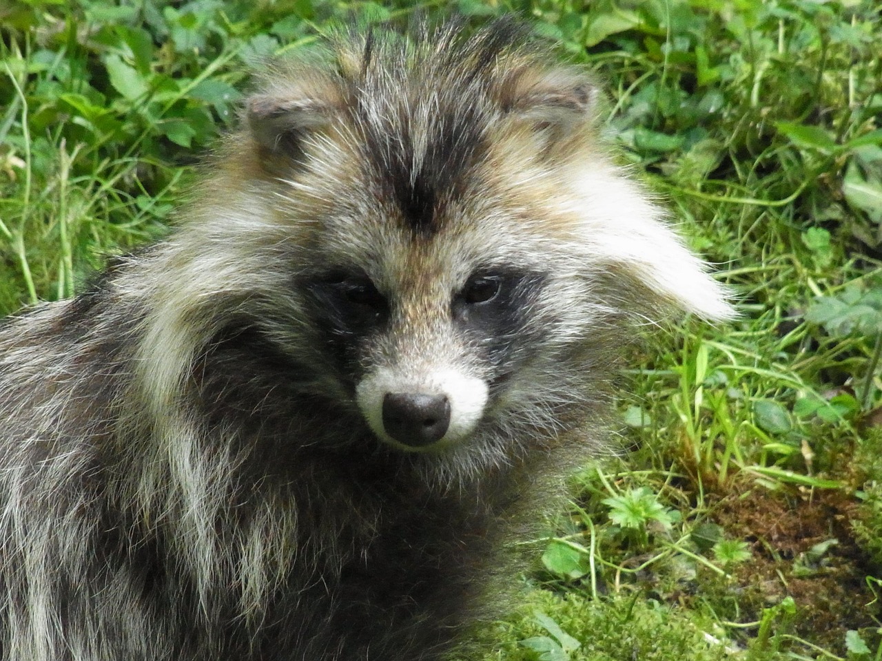 mårhund racoon dog