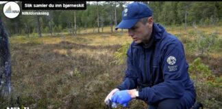 Innsamling av DNA fra brunbjørn