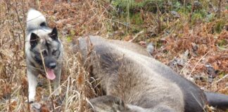 Følg elgjakta i sanntid med Statskogs elgbørs elgjakt elghund elg moose