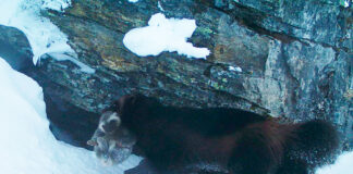 51 jervekull i Norge jerv wolverine jervetispe