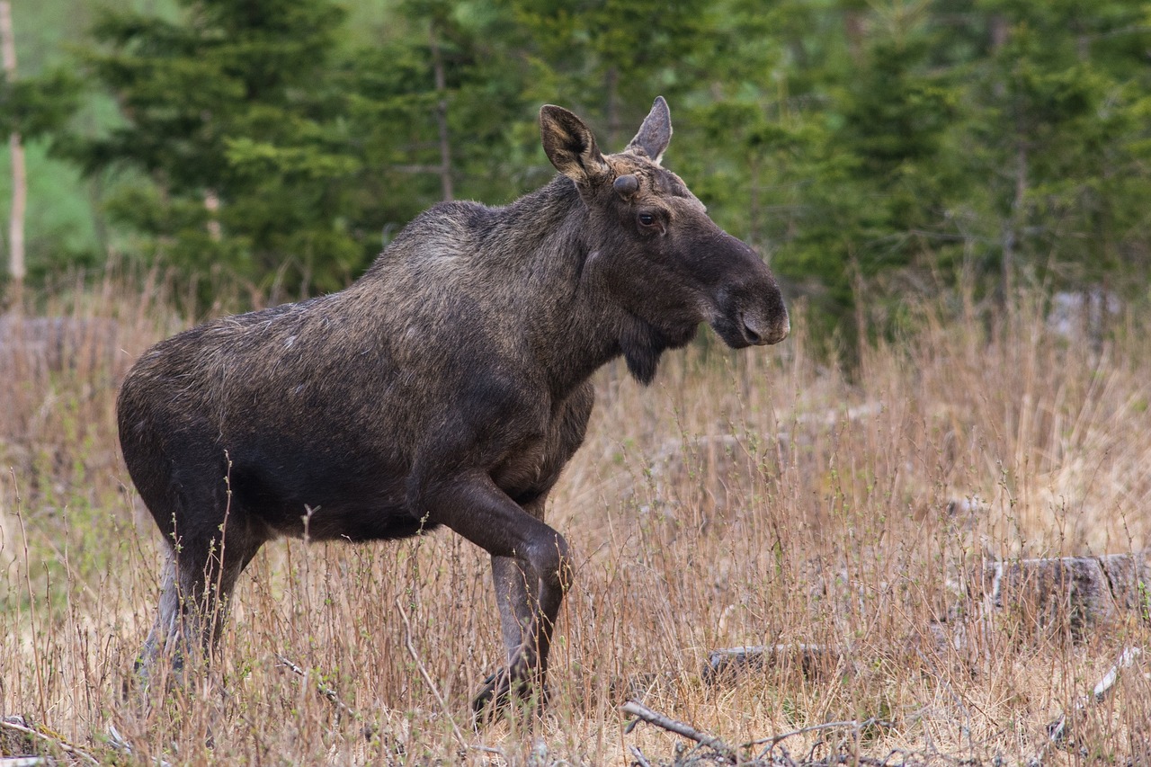 moose elg