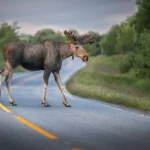 moose-9846981_1280