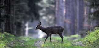 To menn mistenkt for ulovlig jakt i Indre Østfold rådyr råbuck