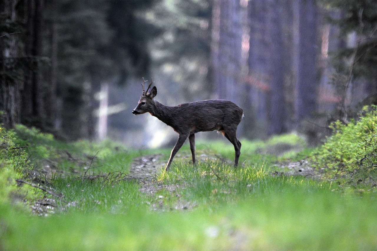rådyr råbuck