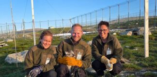 Fjellreven er vaksinert for første gang nina vaksine fjellrev