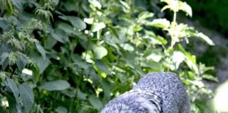 I Finland skal det felles 65 ulver kommende vinter wolf ulv