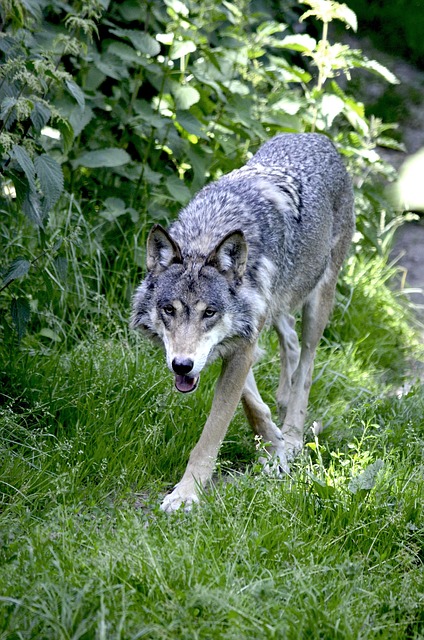 wolf ulv