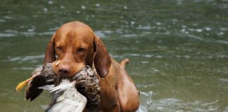 Mattilsynet stanser fuglejakt i deler av Rogaland hund and jakthund