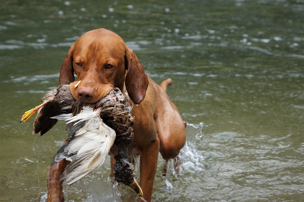hund and jakthund
