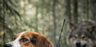 Finland innfører støtteordning for ulvevester Ulv vernevest hund