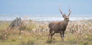 Sikahjort klassifisert som invasiv art – skal bort fra dansk natur sika deer sikahjort