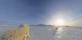 Vil knytte fjellrevene i Norge tettere sammen