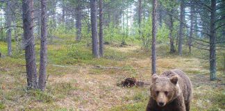 Resultater fra hårfelleprosjektet i Karasjok 2025