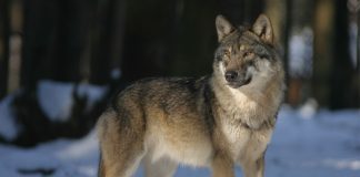 Åpner for for bruk av helikopter i ulvejakt ulv wolf