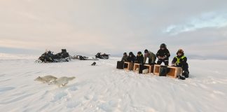 Fjellrev nummer 500 satt ut