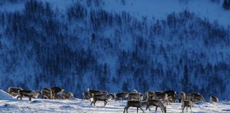 Villreinarbeidet styrkes med nye stillinger rein - kan ikke brukes