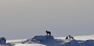 Meld fra hvis du ser fjellrev Fjellreven jakter på mat og nye områder å bosette seg. Meld fra om du ser en fjellrev på din vei. Foto: Craig Jackson, NINA