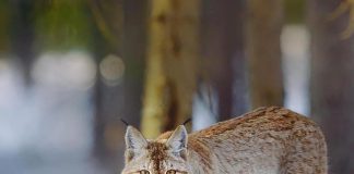 Gaupejakten stanset i hele Sverige etter klager fra dyrevernorganisasjoner gaupe lynx