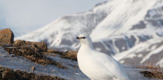 Påvirker parasitter overlevelsen til unge svalbardryper? svalbardrype i vinterdrakt