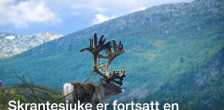 Skrantesjuke er fortsatt en alvorlig trussel mot hjortedyr