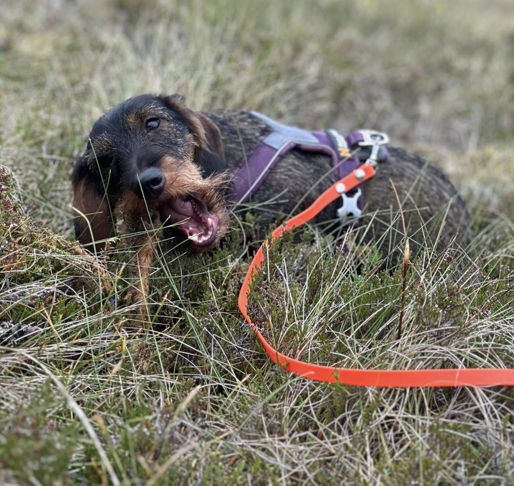 Hund spor blodspor