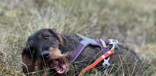 Hund spor blodspor