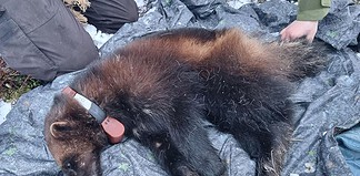 Jervprosjekt har merket fire jerver i vår jerv peiling merking