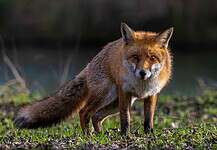 Fastlands-Norge fortsatt fri for revens dvergbendelorm fox rev