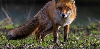 Fastlands-Norge fortsatt fri for revens dvergbendelorm fox rev