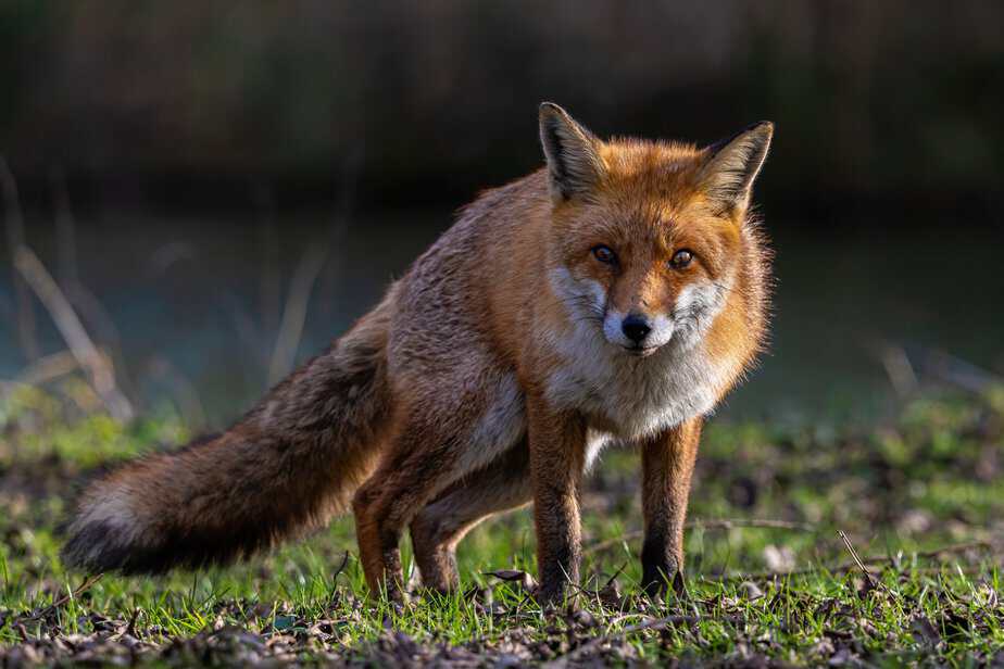 fox rev