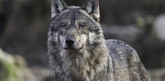Familiehund drept da den beskyttet toåring mot ulv ulv wolf