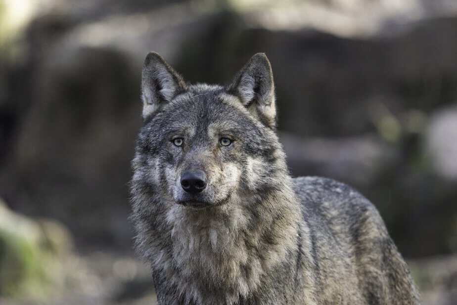 ulv wolf