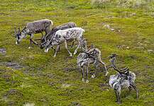 Legg fram tiltaksplan for Hardangervidda villreinområde reinsdyr