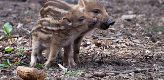 Nå har også Finland fått sitt første funn av afrikansk svinepest Villsvin wildboar