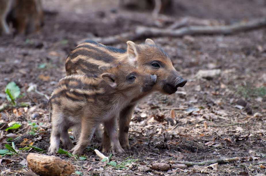 Villsvin wildboar