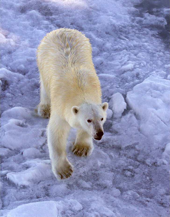 isbjørn polar bear